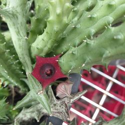 Red Dragon Huernia  Succulent 