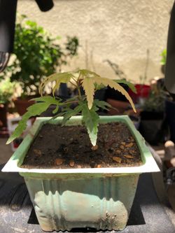 Japanese Maple Tree