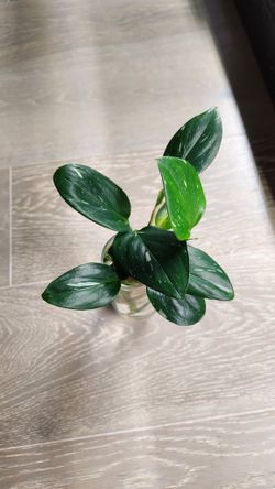 Monstera standleyana albo
