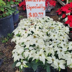 Poinsettia Specialty 