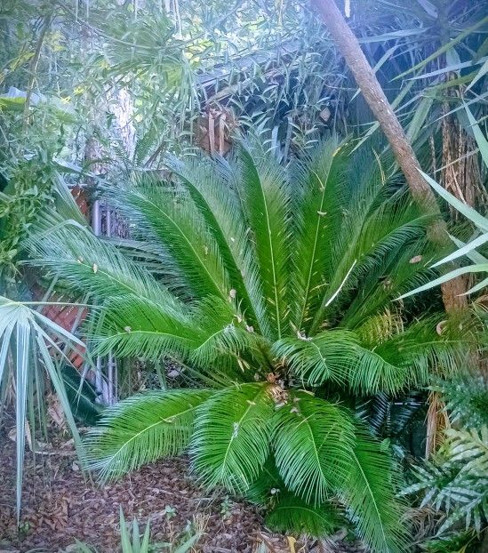Sago Palm