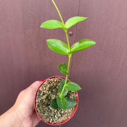 hoya densifolia 4” pot