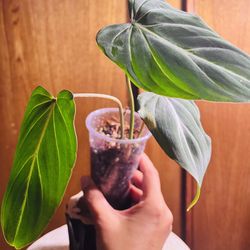 Gloriusom Philodendron #1