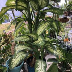 Dieffenbachia Tropical Snow Plant 