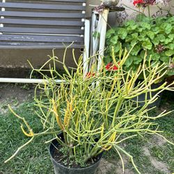 Fire Stick Cactus