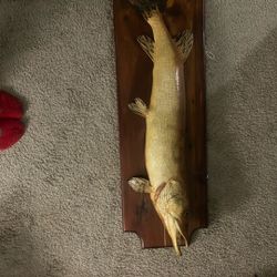 Real Skin Mount Fish