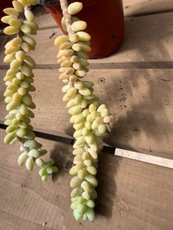 Donkey tail succulent