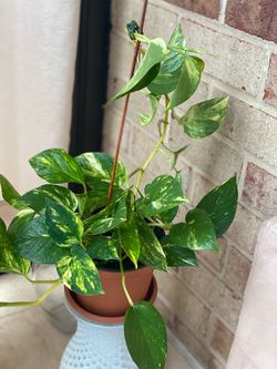 Plants