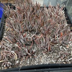 Succulents Haworthia 