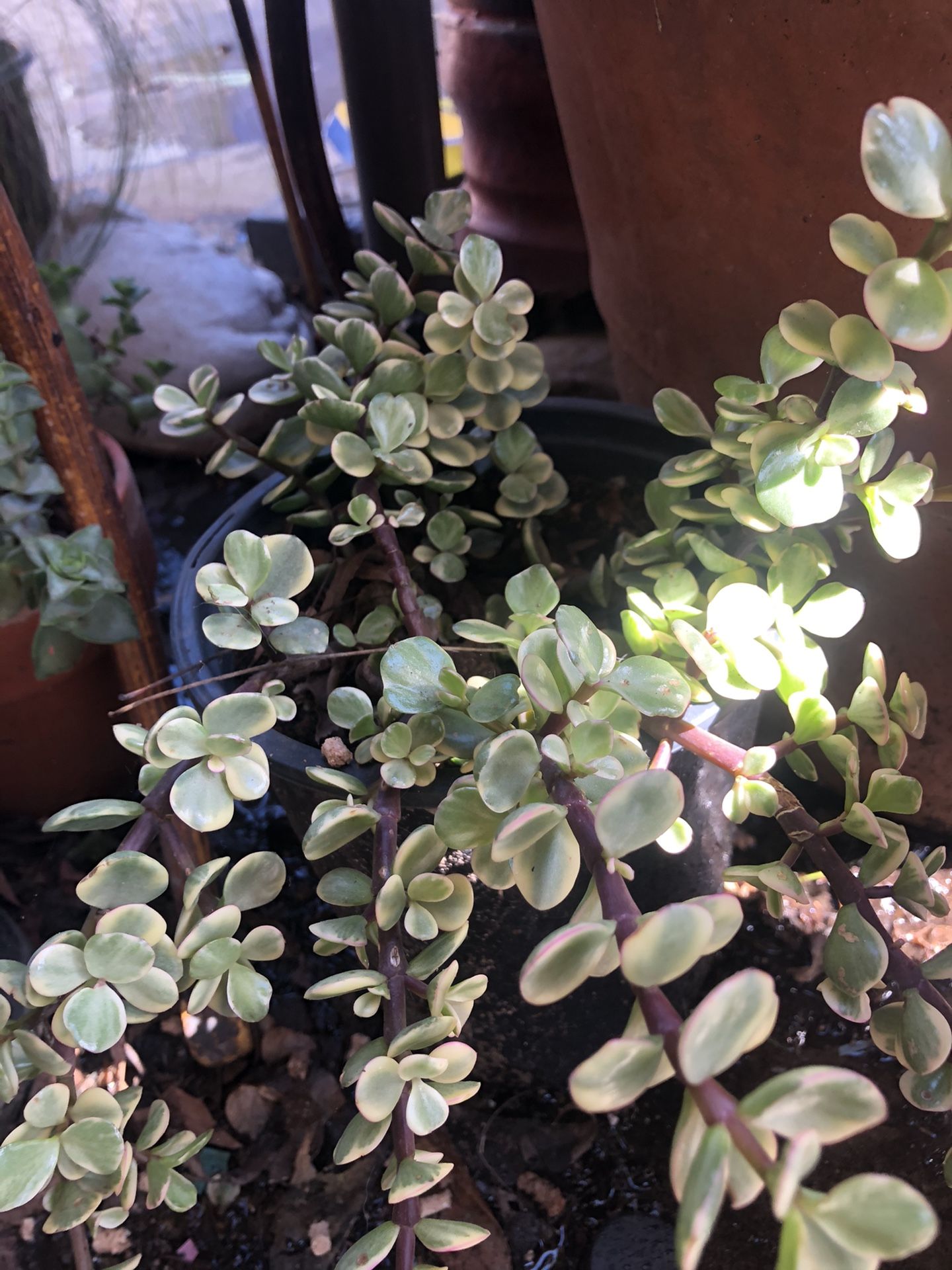 Succulent plant