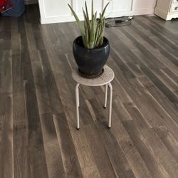 Medicine Plant And Stand