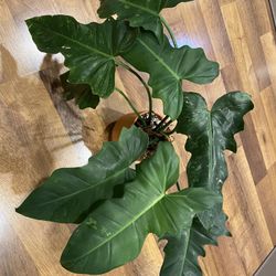 Philodendron Golden Dragon Variegated Plant