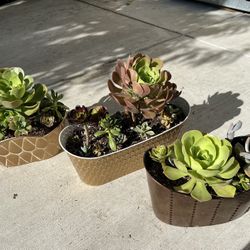 Succulent Arrangements 