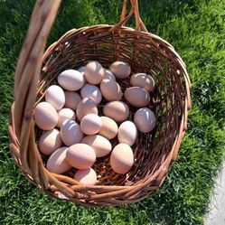 Fresh Organic Eggs 🪺 