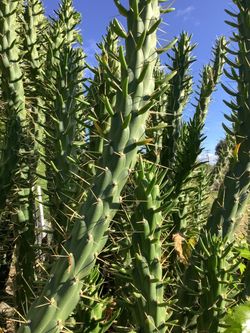 TWO OF THE MOST POPULAR CACTUS PLANTS  , CUTTINGS TO GROW YOUR OWN.