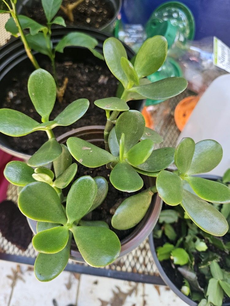 Jade Plant