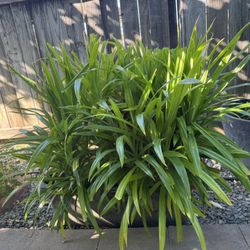 Pandan Plants ( Cây Lá Dứa)