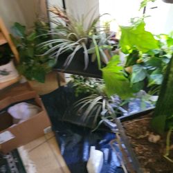 Plants Indoor And Outdoor 