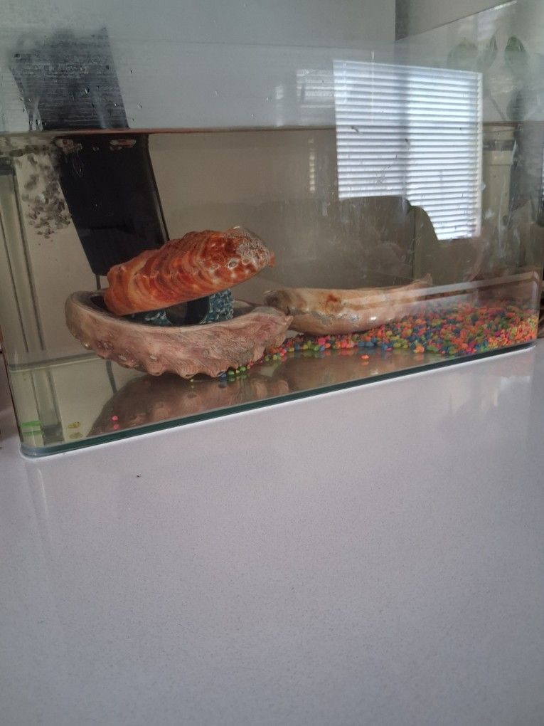Fish Tank