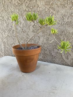 16” Lemon Bean Bush Tree/Senecio barbertonicus