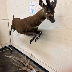 Taxidermy Gazelle
