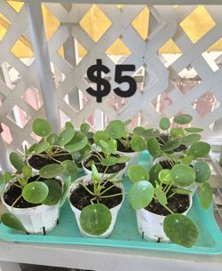 Chinese Money Plants 