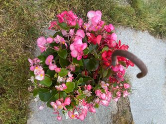 Hanging begonia color basket