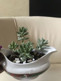 Beautiful secculent in a beautiful pot.