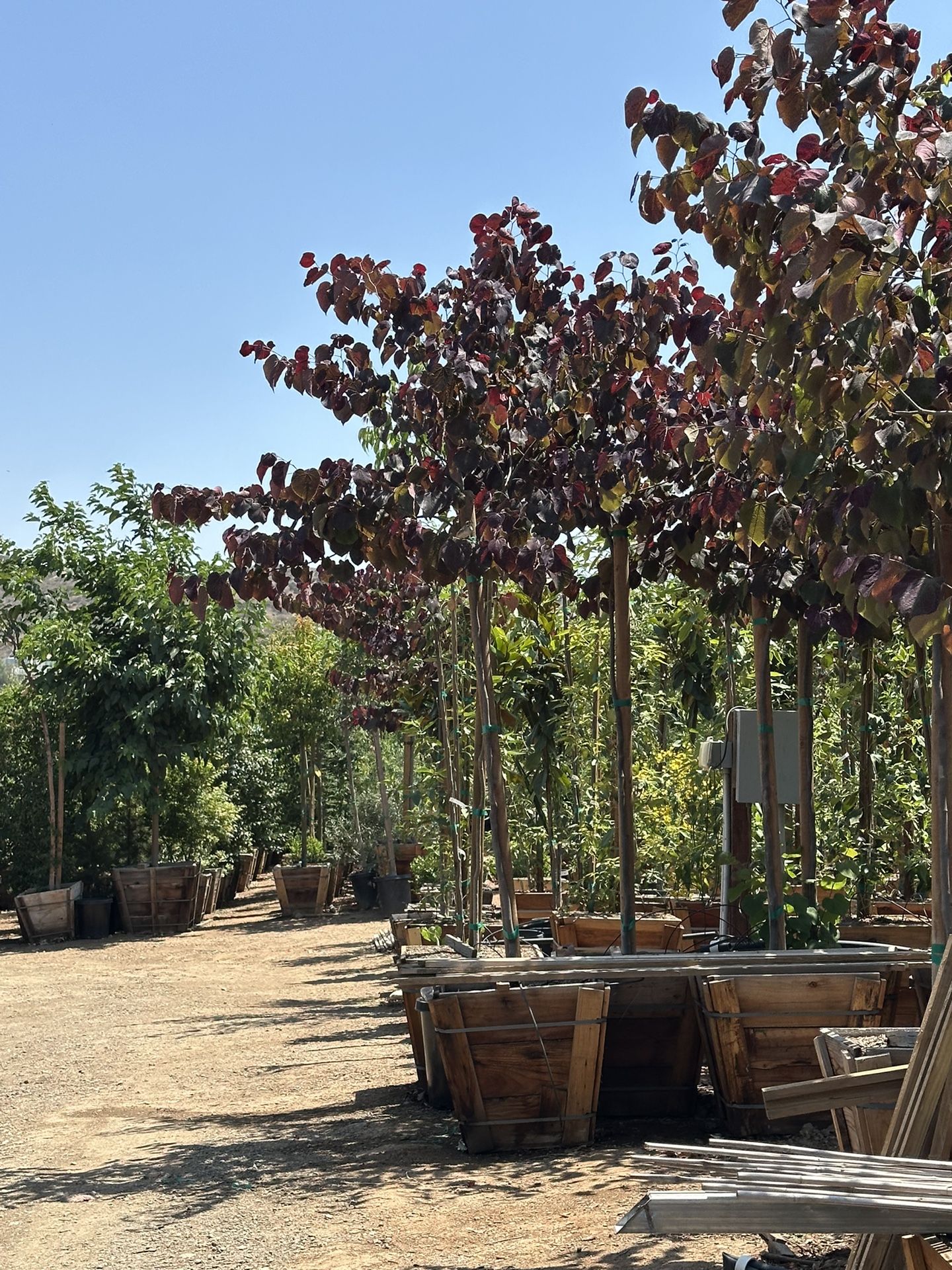 Redbud Cercis Forest Pansy 24”box
