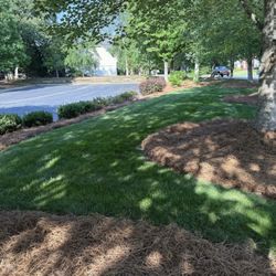Long Leaf Pine Needles 