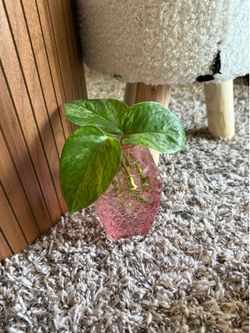 Live Indoor Plant