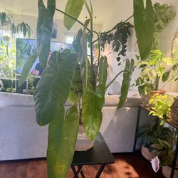 Philodendron ‘Jose Buono’