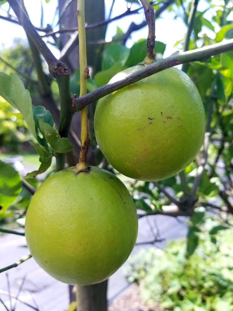 Grafted Citrus Trees • Accepting EBT/SNAP • Delivery & Install