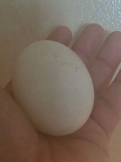 Duck eggs
