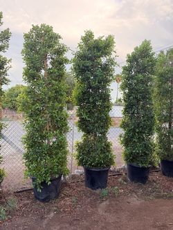 Indian Laurel ficus 25 gal 9-10  feet