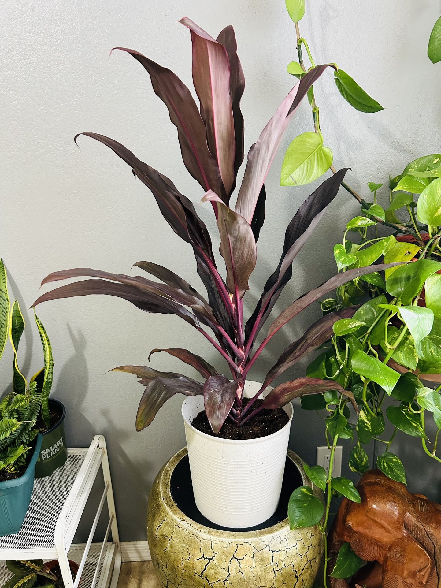 Plants For Sale 20 Each 