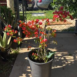 Paper Leaf / Bougainvillea 