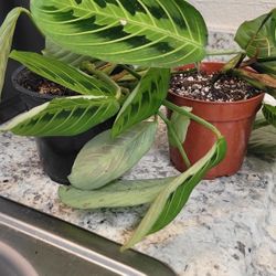 Lime Prayer Plants