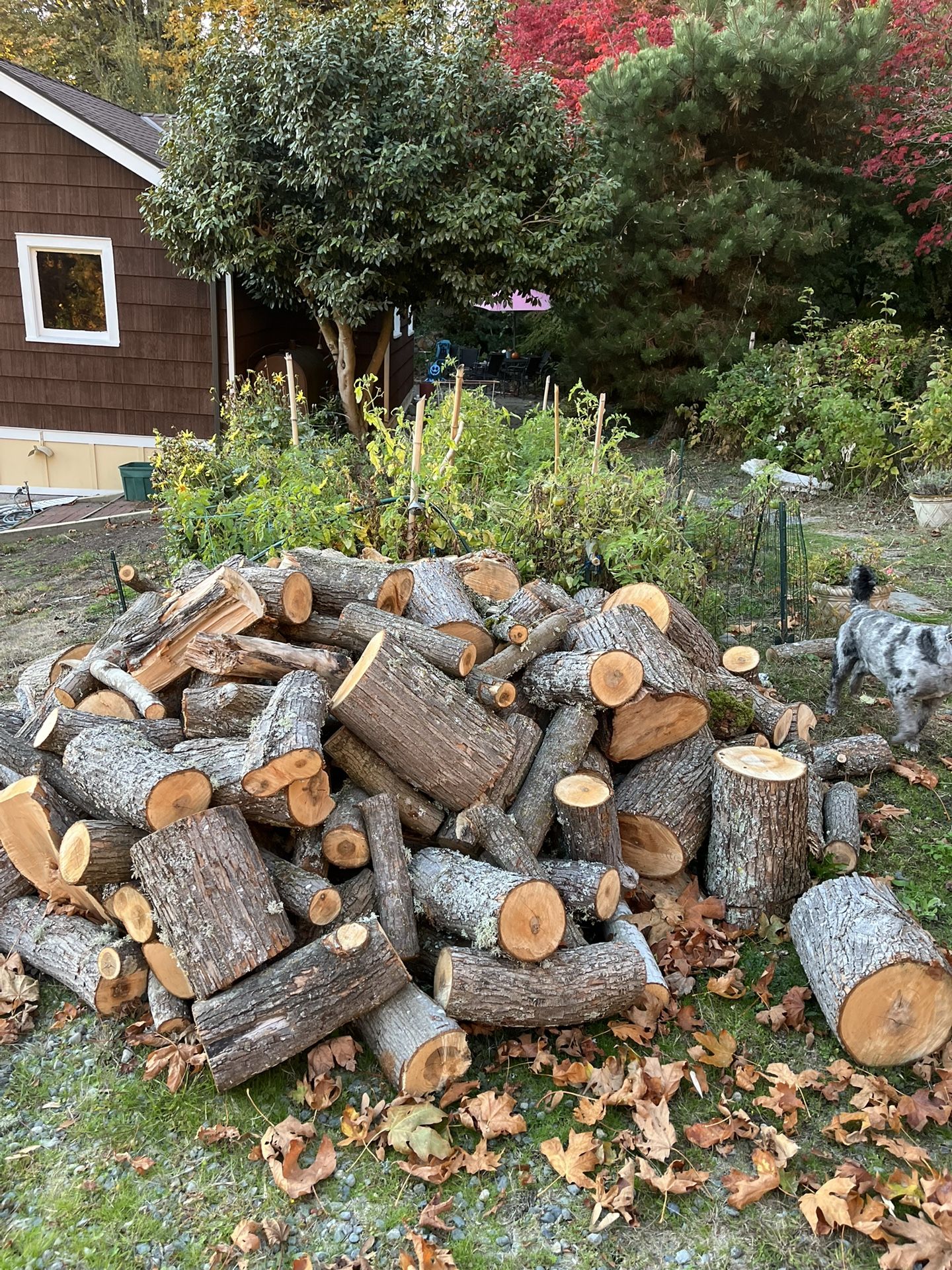 Bigleal Maple Rounds cut for Bucking