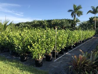 15 gallon container clusias $35 each