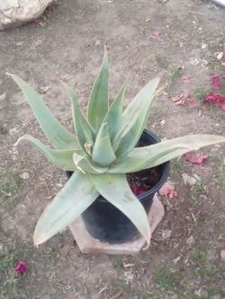 Large Ghost Aloe – 5 Gallon, Unique Color
Aloe Fantasma Grande – 5 Galones, Color Único