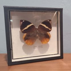 Set Of Framed Taxidermy Butterflies