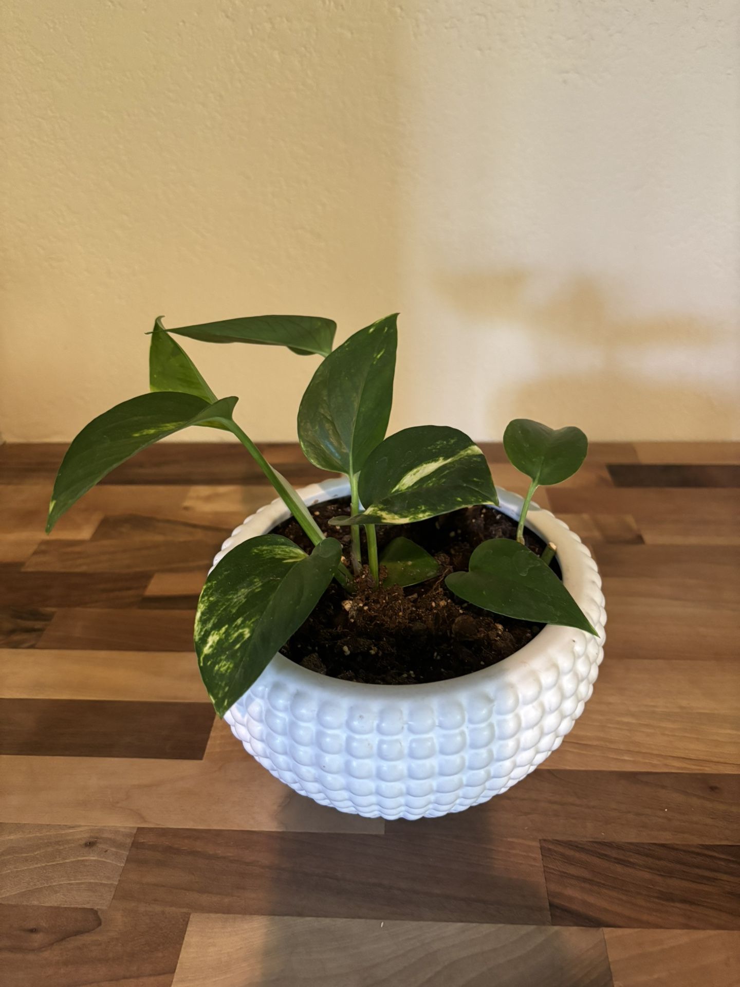 Pothos Plant - $15