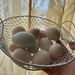 Fresh Farm Eggs 