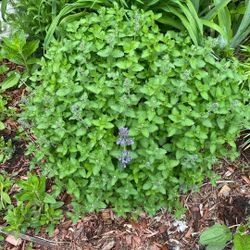 Catmint(perennial)