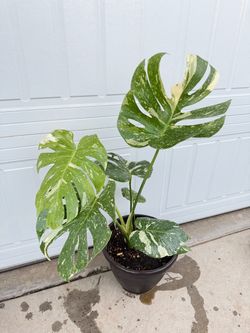 Monstera tail full of leafs