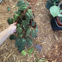 6” Pot Philodendron Mican, Exact Plant Now$35/was$45 Price Firm Zip 95820 