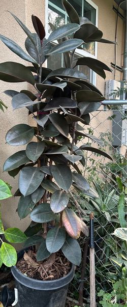 Giant Live Ficus elastica Tineke Rubber Plant
