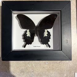 Butterfly Framed 