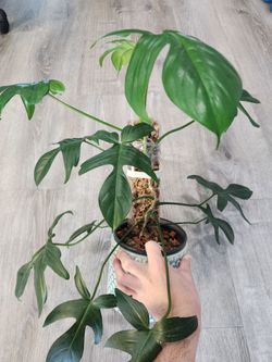 Philodendron pedatum
